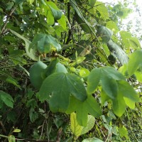 Passiflora subpeltata Ortega